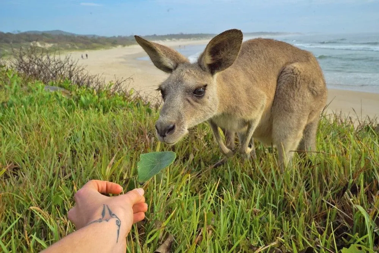 Canguro acercándose a una mano que le ofrece una hoja, en la playa.