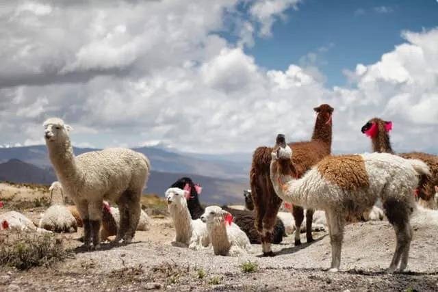 rebanho de alpacas no caminho para o Colca Canyon