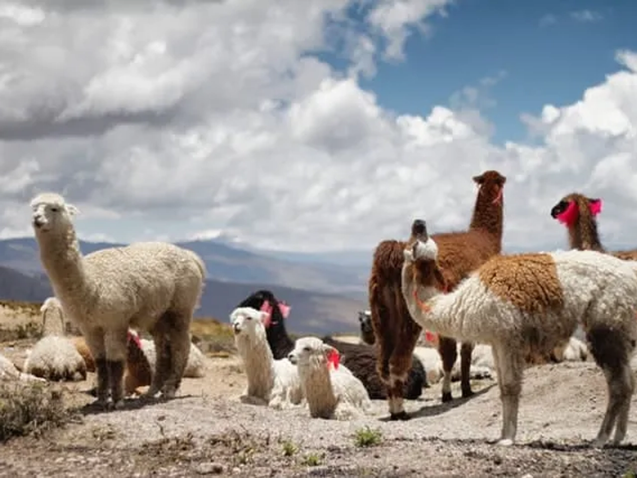 rebanho de alpacas no caminho para o Colca Canyon