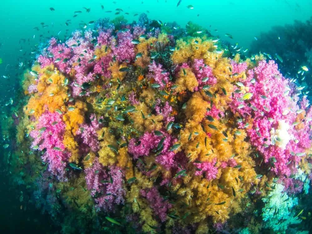 bucear en Koh Lipe, Tailandia