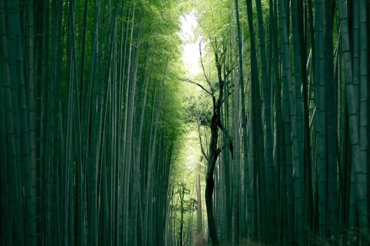 Requisitos para viajar a Japón desde México