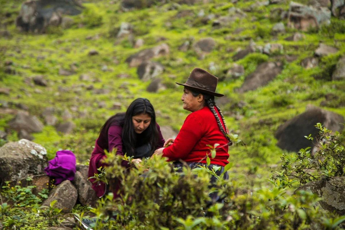 Es válido en Colombia el carnet de vacunación MINSA peruano