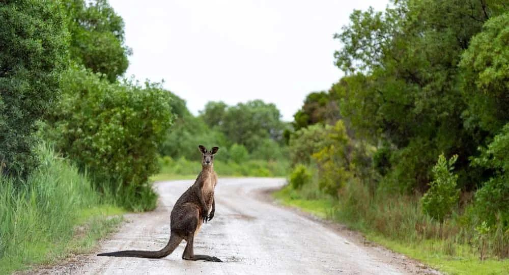 Qué ver en Australia