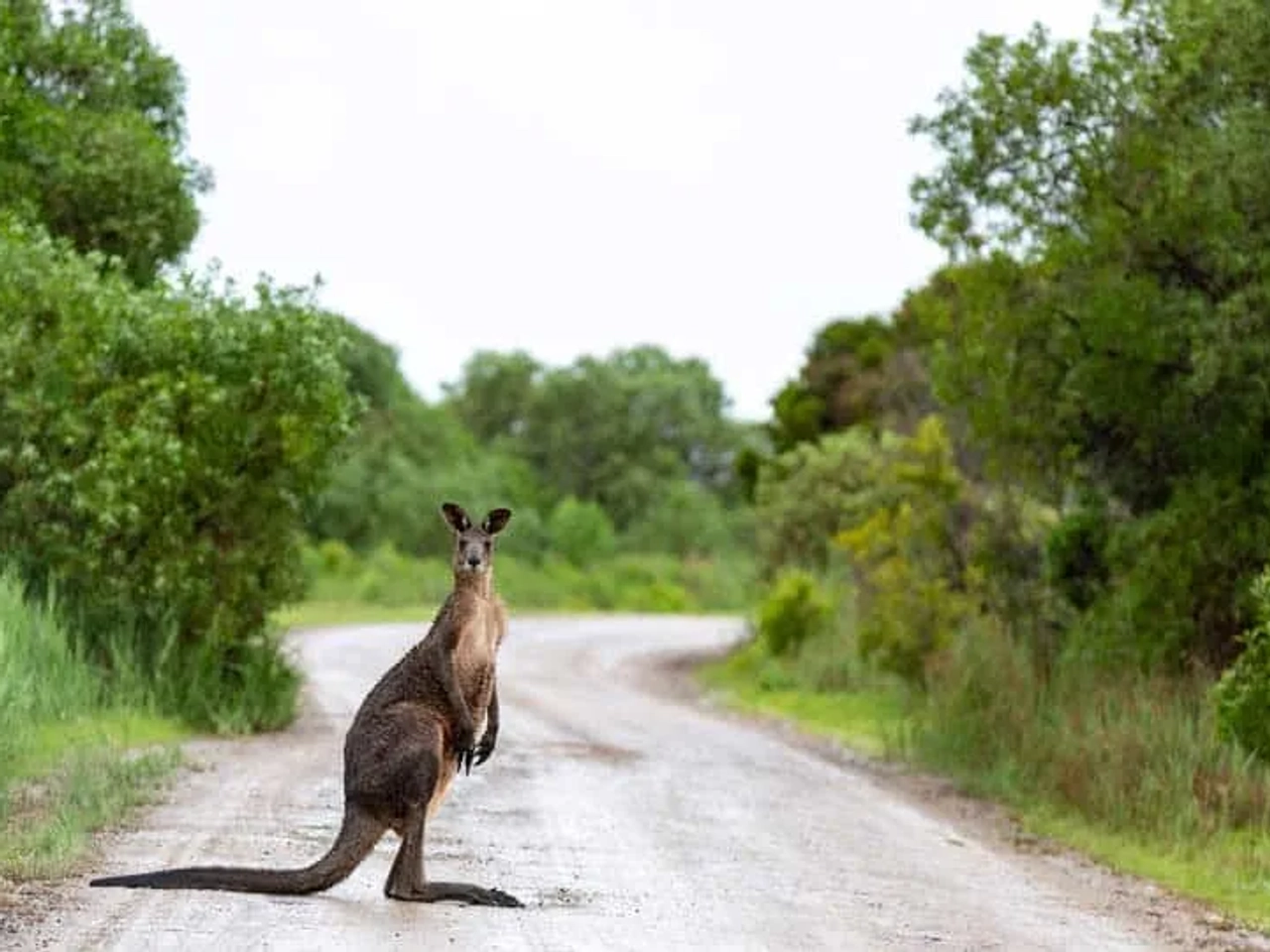 Qué ver en Australia
