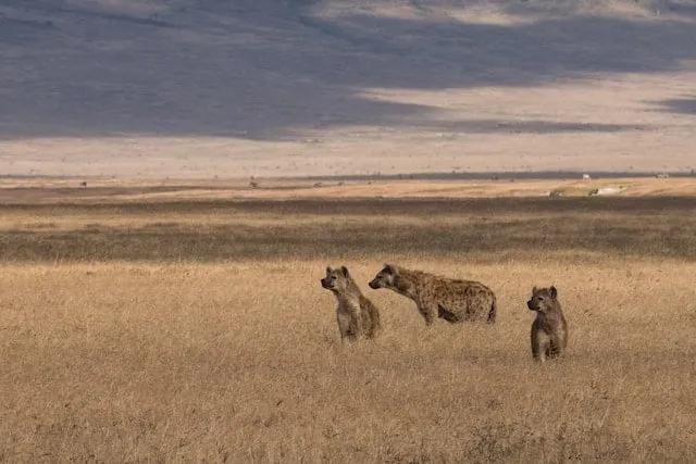hienas no safari Ngorongoro Cratera na Tanzania