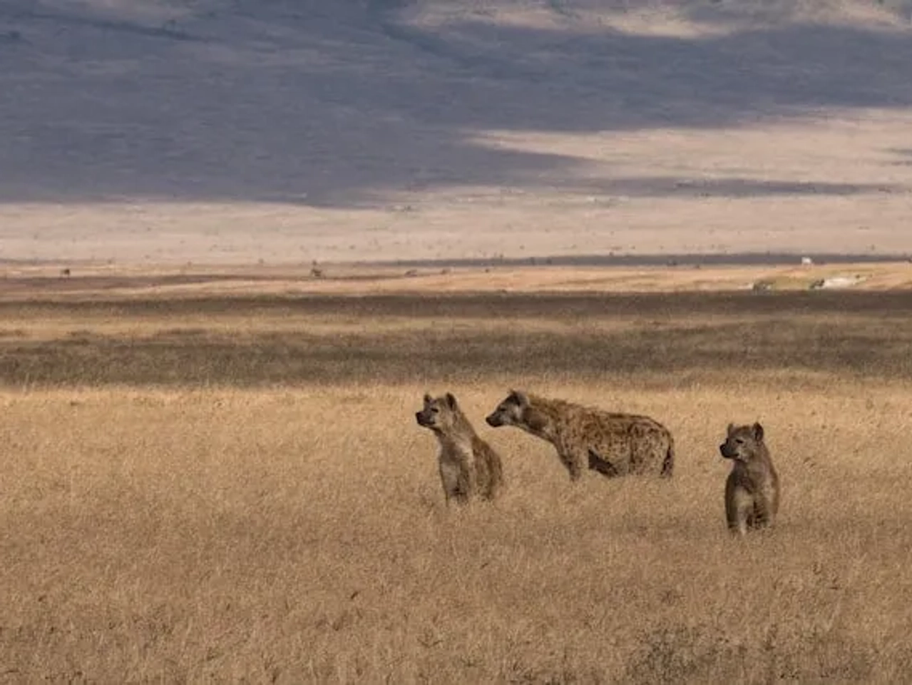 hienas no safari Ngorongoro Cratera na Tanzania