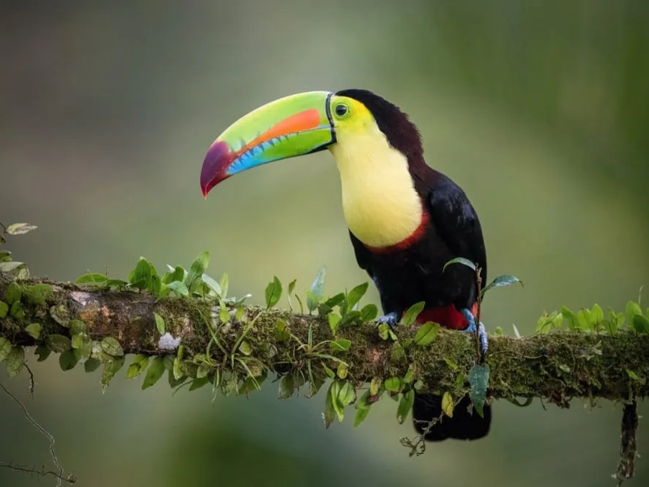 Costa Rica es Pura Vida