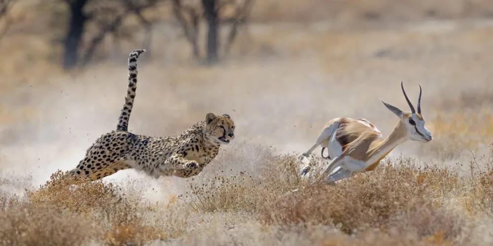 leopardo a correr atras de gazela no parque nacional etosha