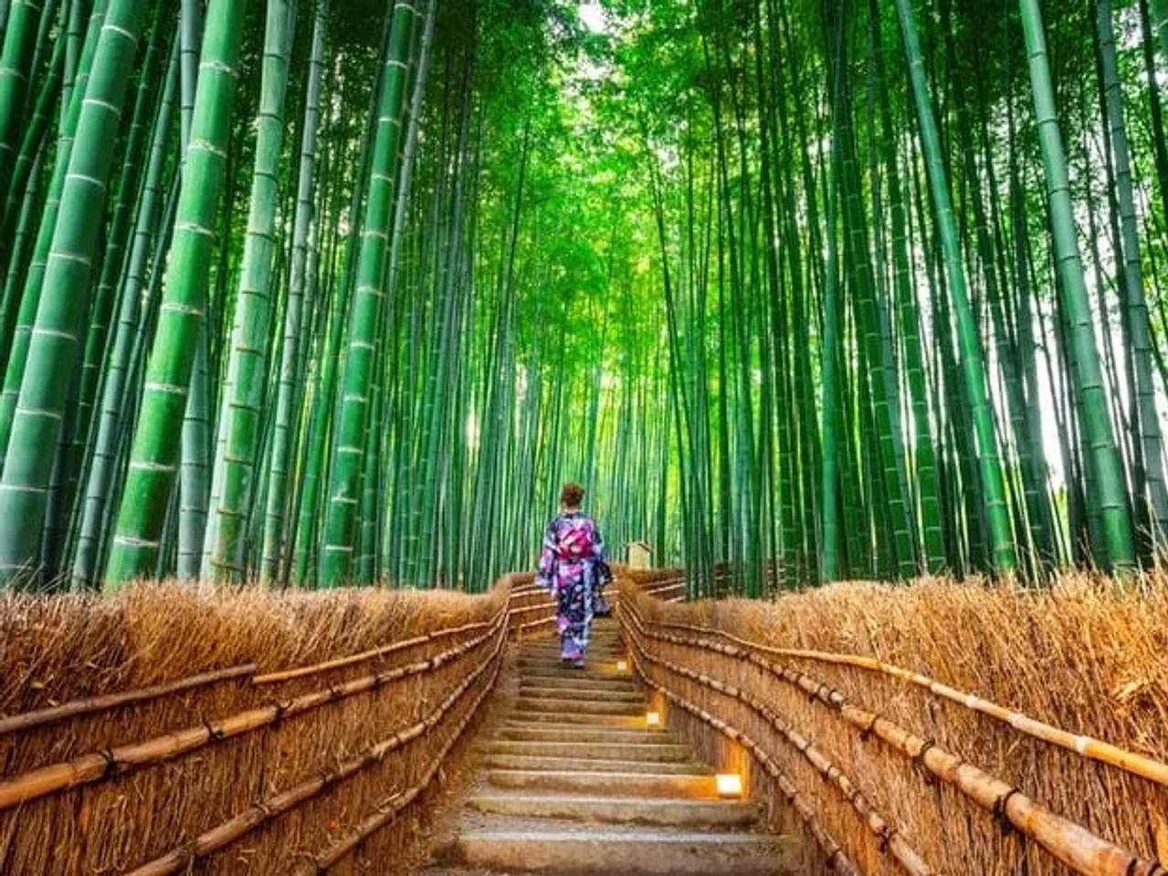 expectativa vs realidad bosque de bambú Kioto