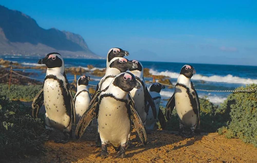 qué se necesita para viajar a Sudáfrica