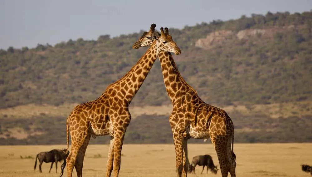 seguro para viajar a Tanzania