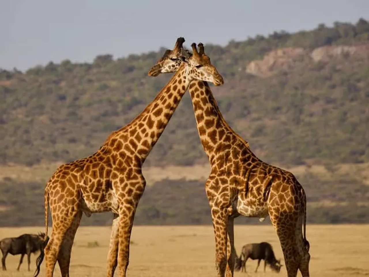 seguro para viajar a Tanzania