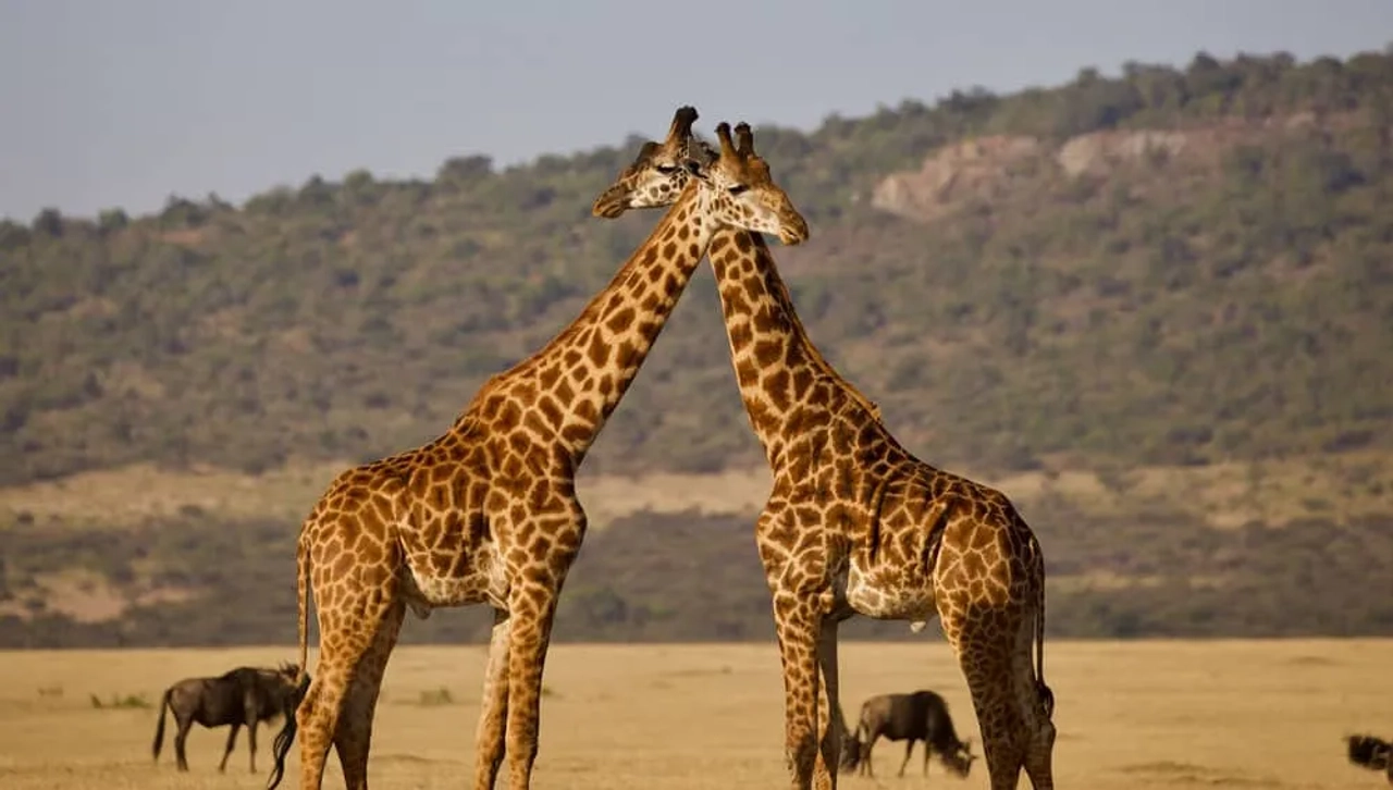 seguro para viajar a Tanzania