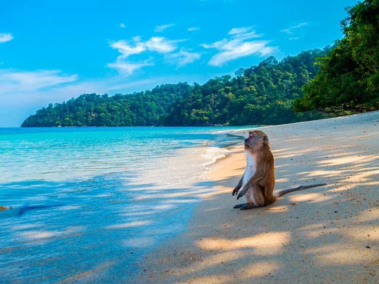 monos en el Parque Nacional Phi Phi