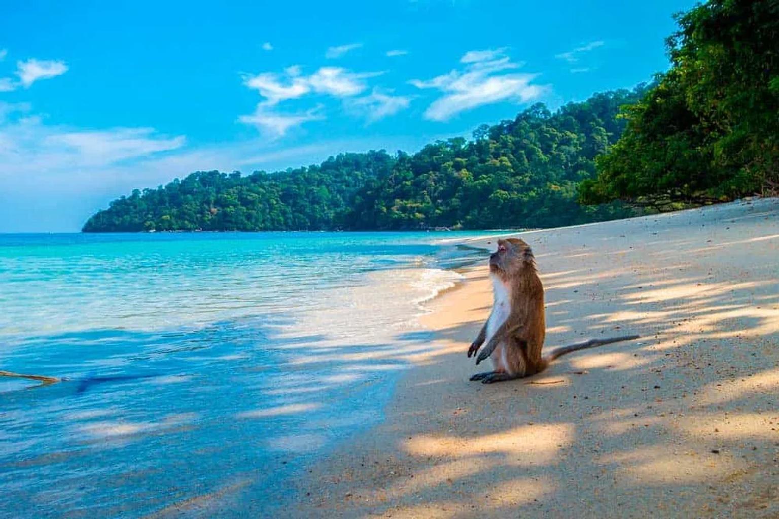 monos en el Parque Nacional Phi Phi