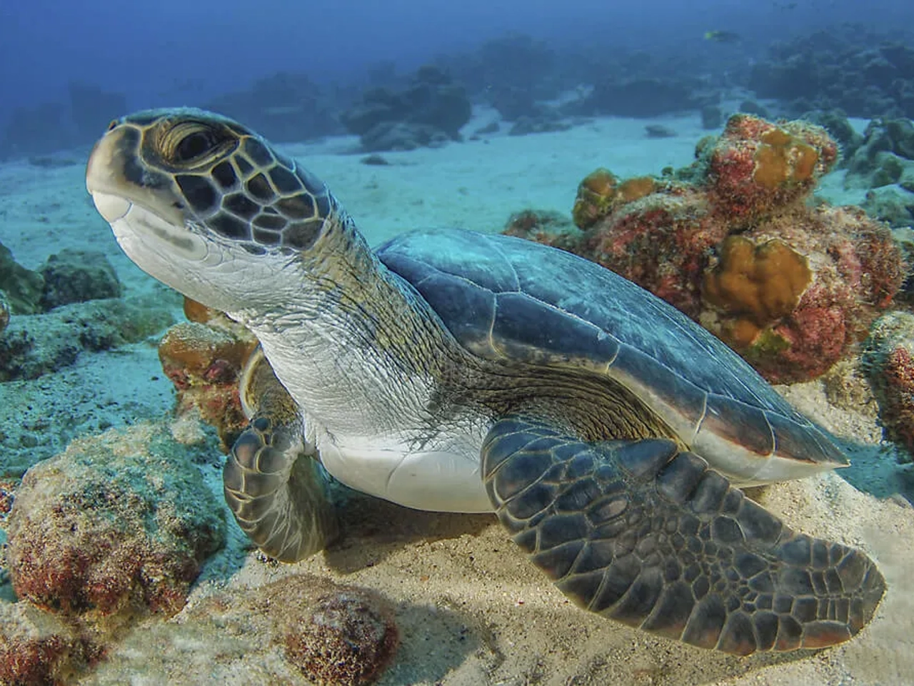 tartaruga na costa rica