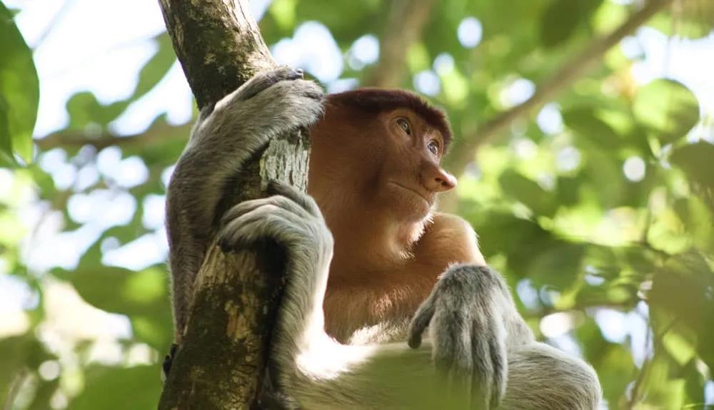 Seguro de viaje a Malasia