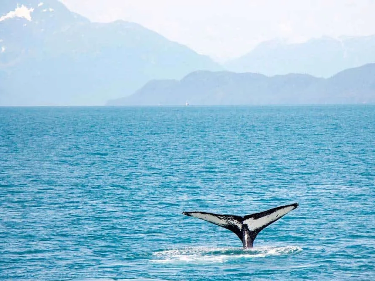 ballenas y delfines en Azores