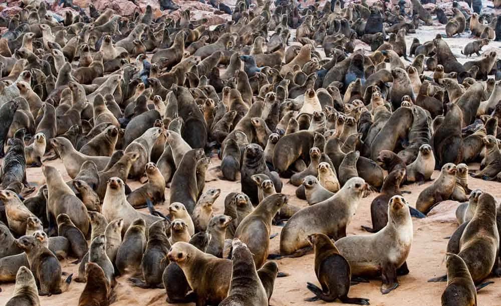 Que hacer en Namibia, visitar Cape Cross