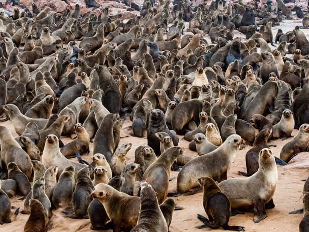 Que hacer en Namibia, visitar Cape Cross