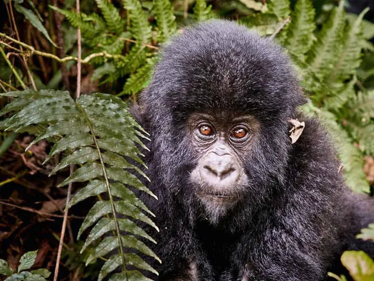 Países sin restricciones covid en África