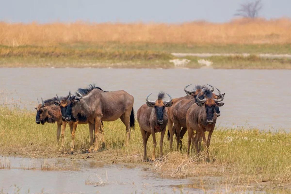 Requisitos para viajar a Botswana