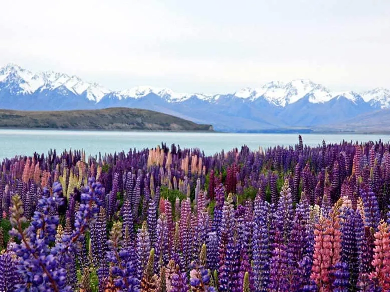 visado para Nueva Zelanda