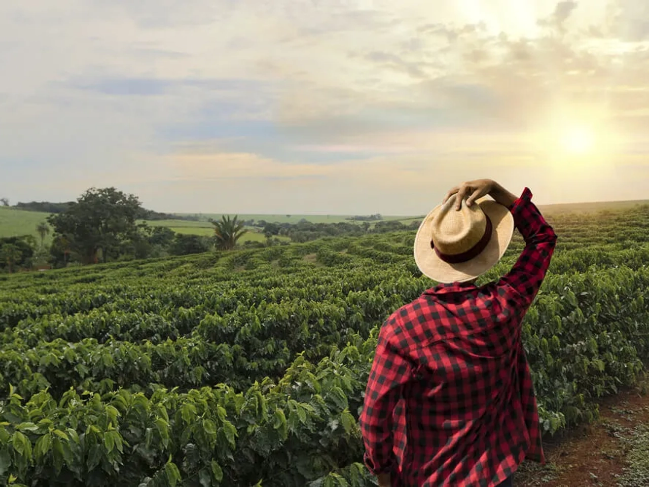 rapaz segura chapeu de palha enquanto olha para um campo