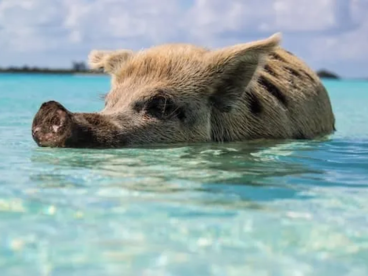 porco em água cristalina nas bahamas