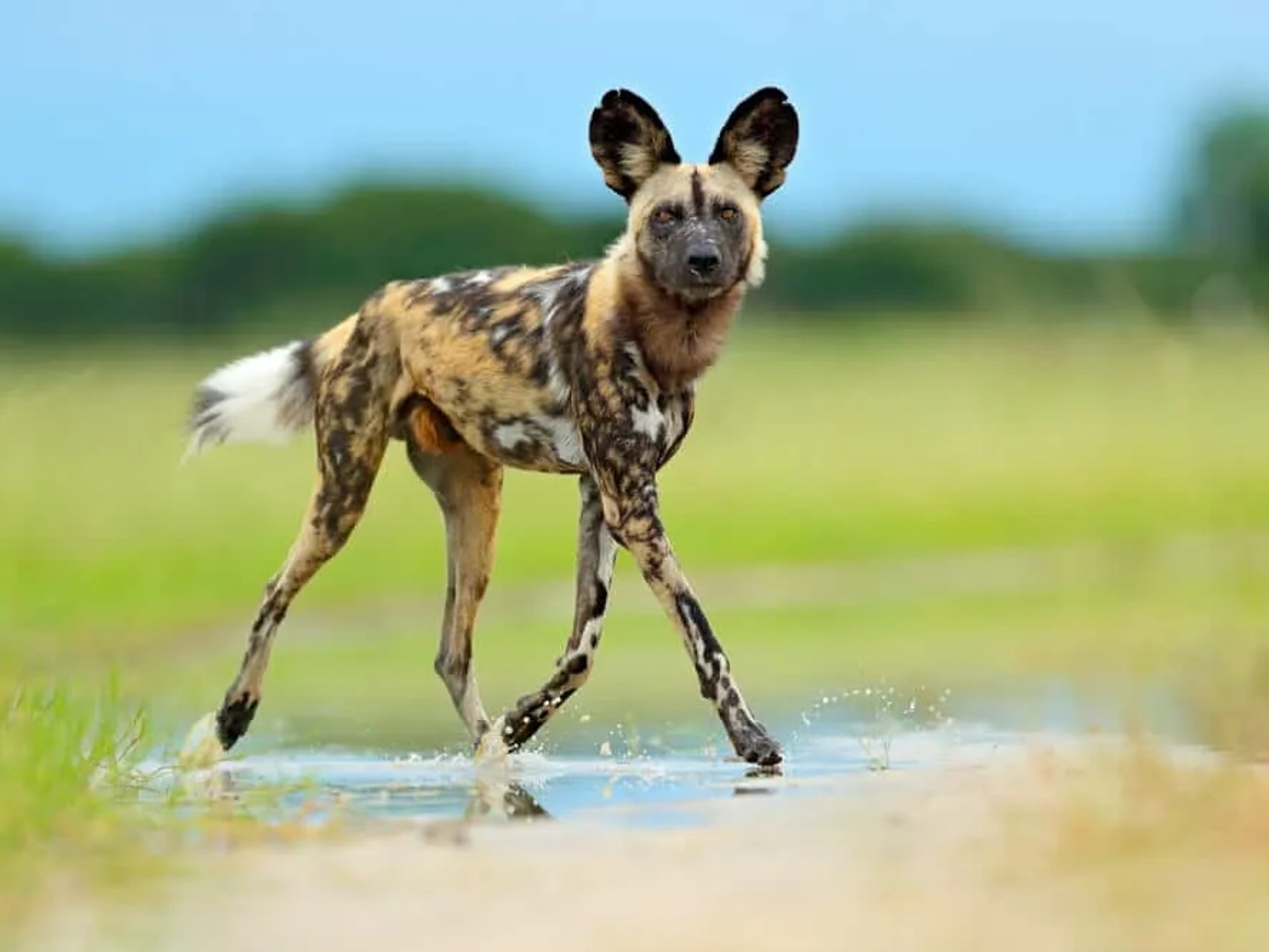 mabeco no parque nacional de moremi