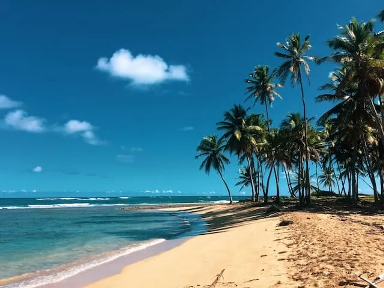 palmeiras ao pe da agua na republica dominicana