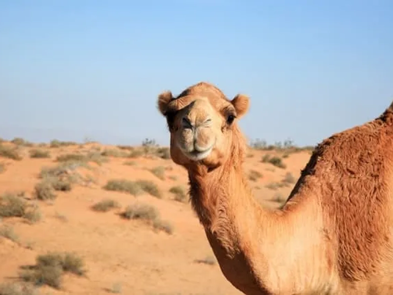 camelo no deserto no dubai