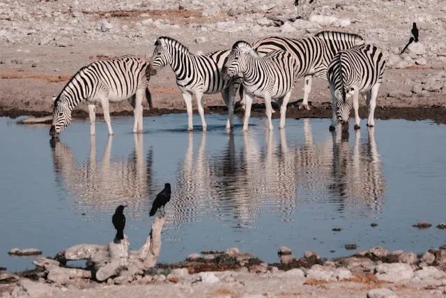 zebras a beber agua no parque nacional de etosha na namibia