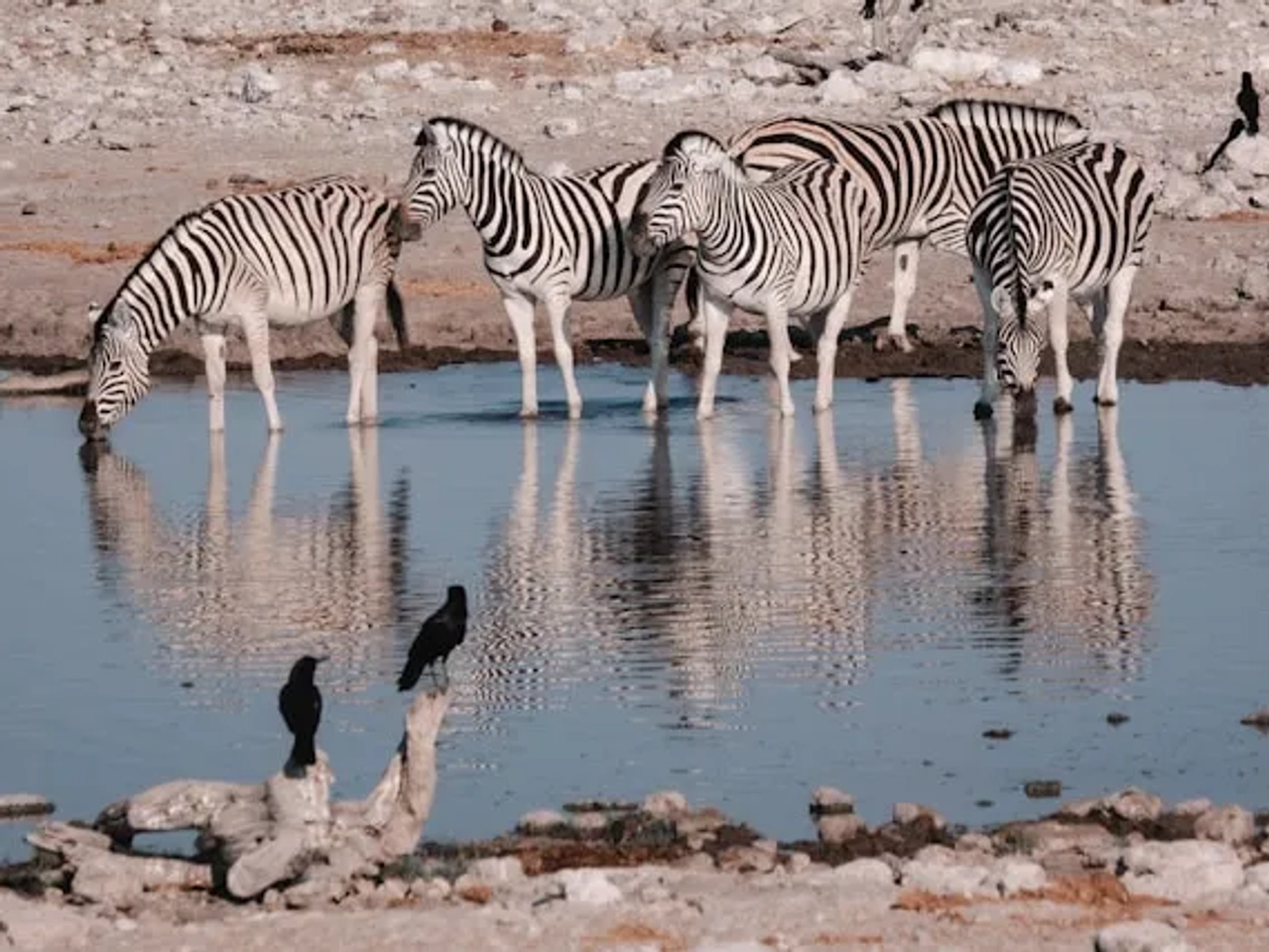 zebras a beber agua no parque nacional de etosha na namibia