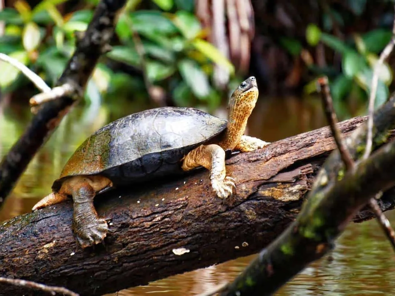 cuándo viajar a Costa Rica