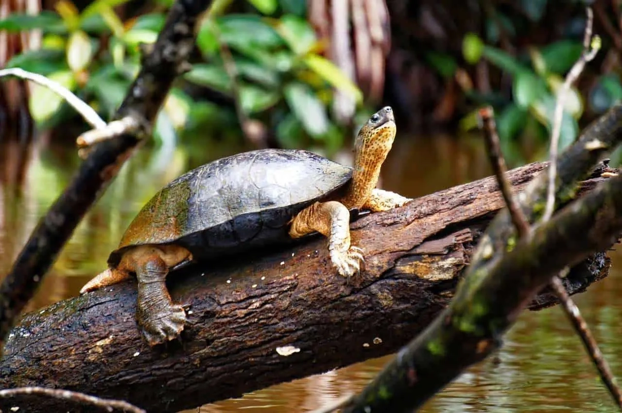 cuándo viajar a Costa Rica