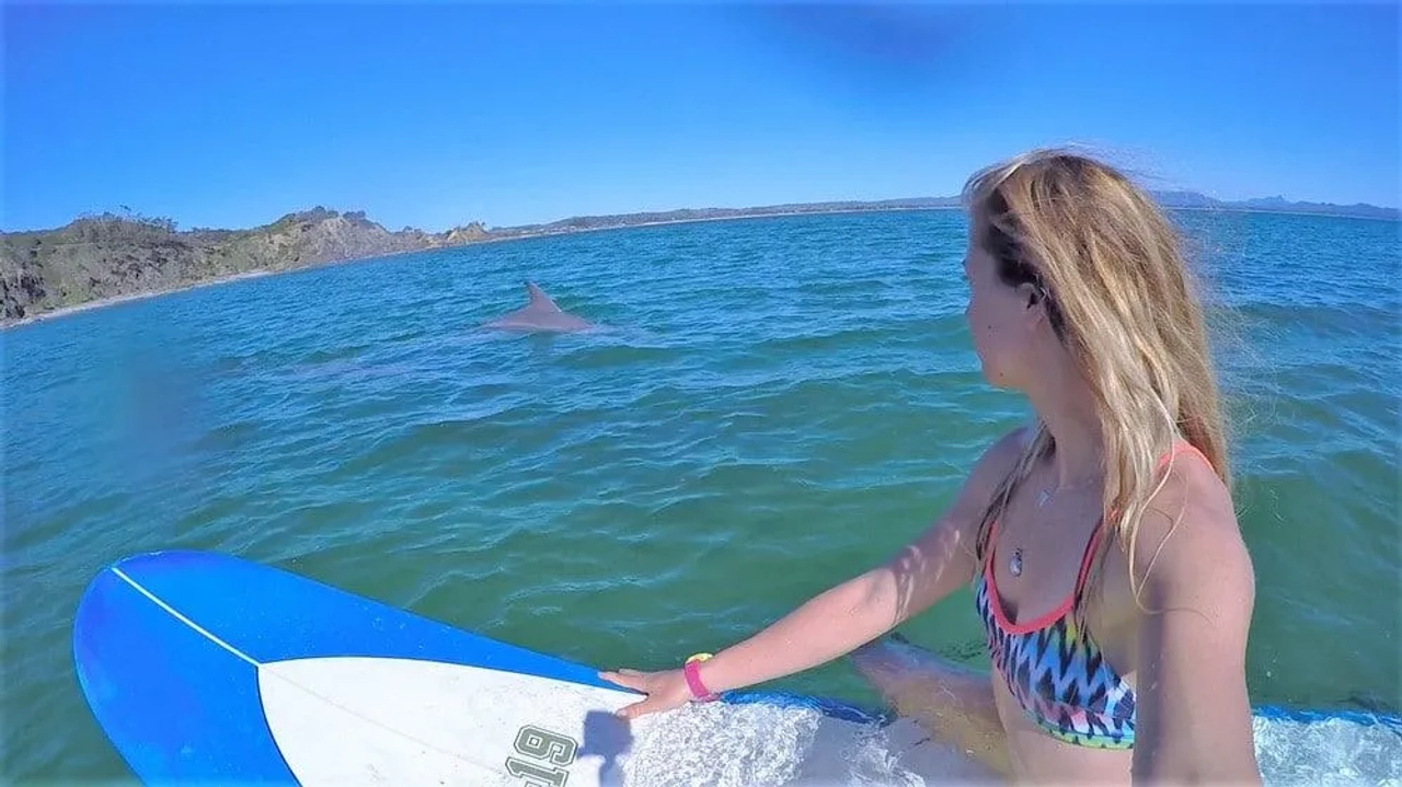Mujer en una tabla de surf observa un delfín en el agua.