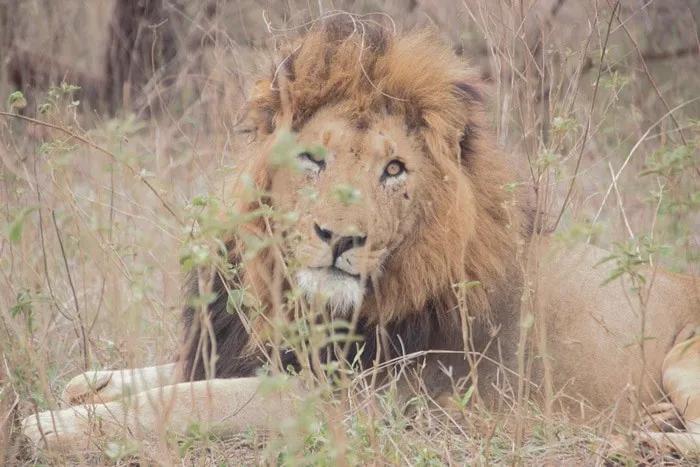León descansando entre la hierba en un entorno natural.
