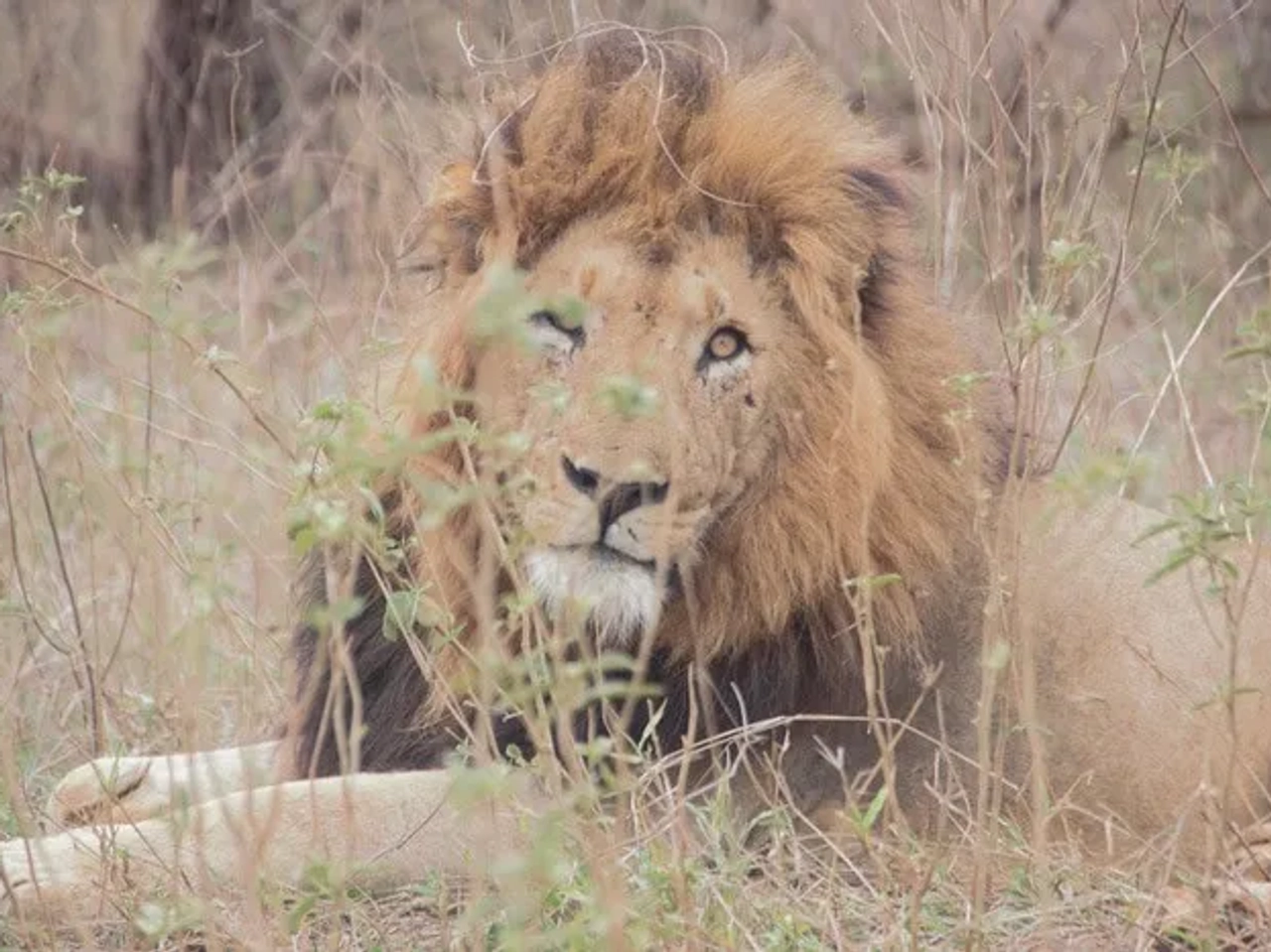 León descansando entre la hierba en un entorno natural.