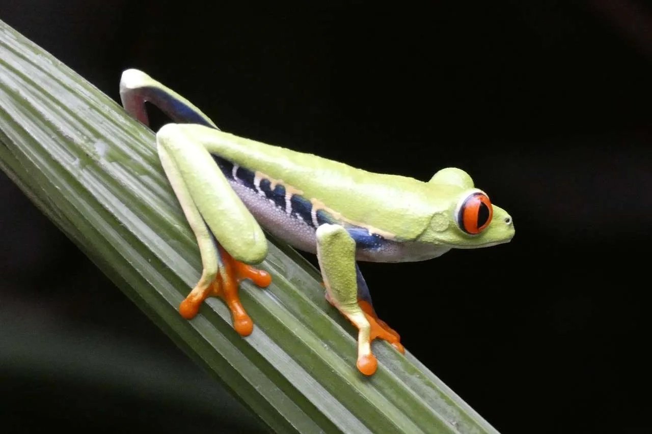 es seguro viajar a Costa Rica