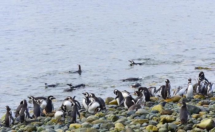 que ver en Chile Punta Arenas