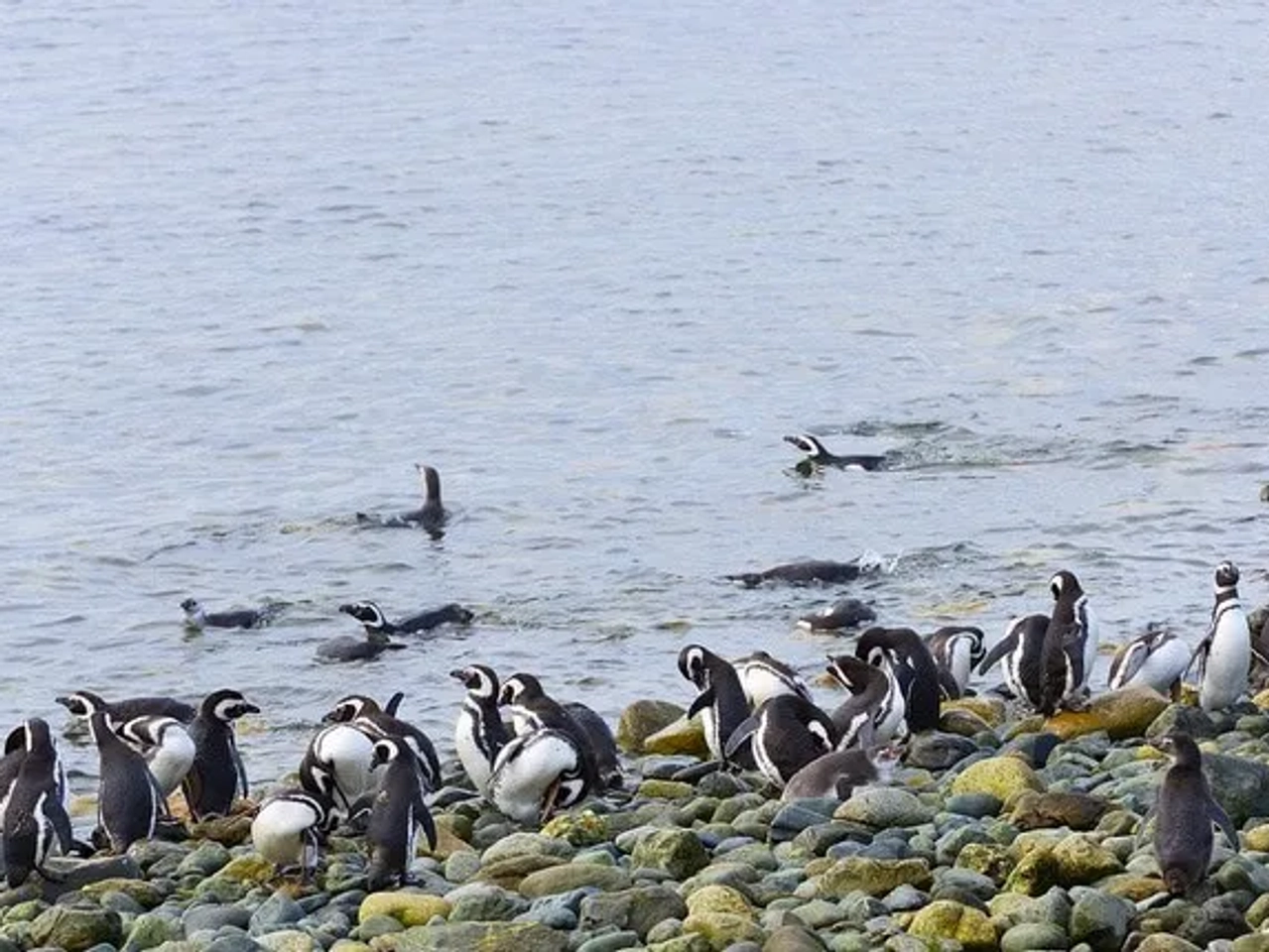 que ver en Chile Punta Arenas
