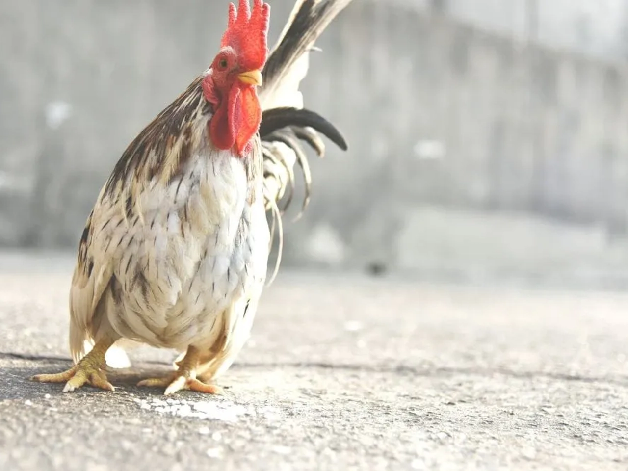Gallito de plumaje colorido caminando sobre una superficie pavimentada.