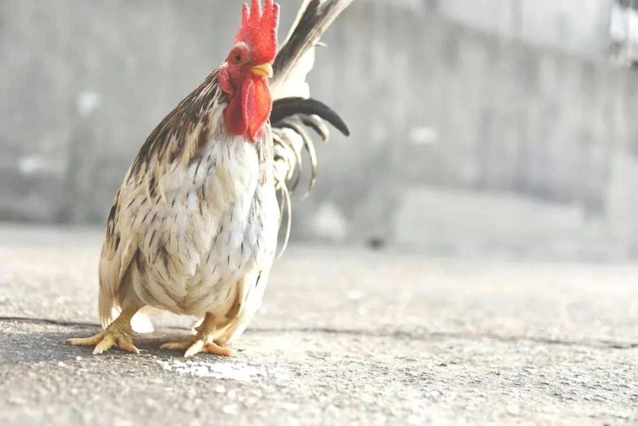 Gallito de plumaje colorido caminando sobre una superficie pavimentada.