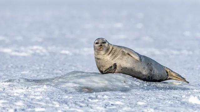 foca na neve em Svalbard na Noruega