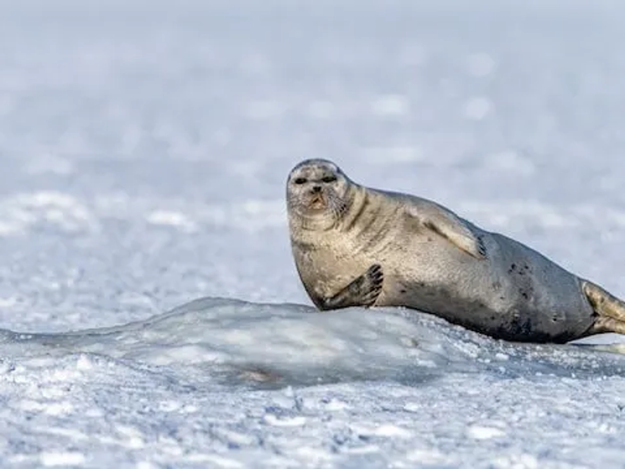 foca na neve em Svalbard na Noruega
