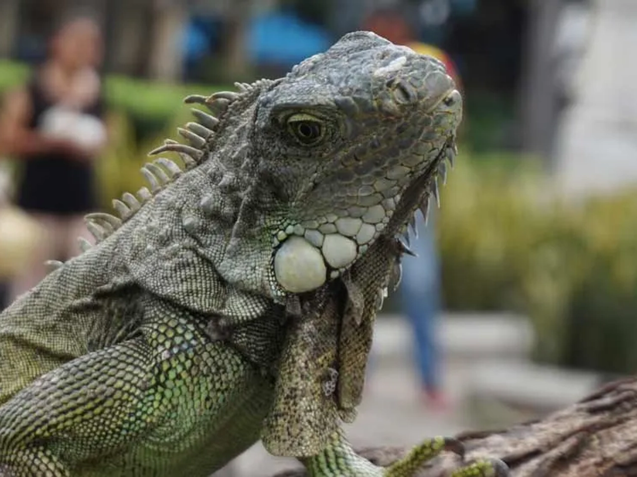 qué ver en Guayaquil