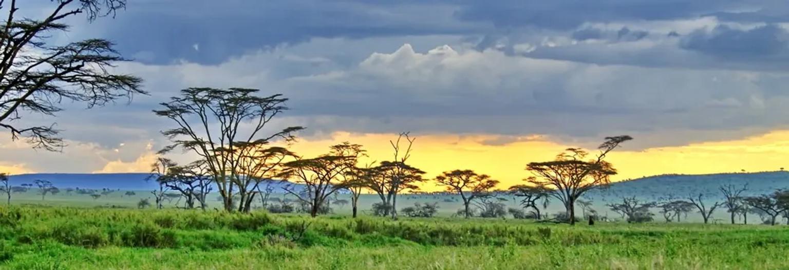 vista panoramica do serengeti ao amanhecer