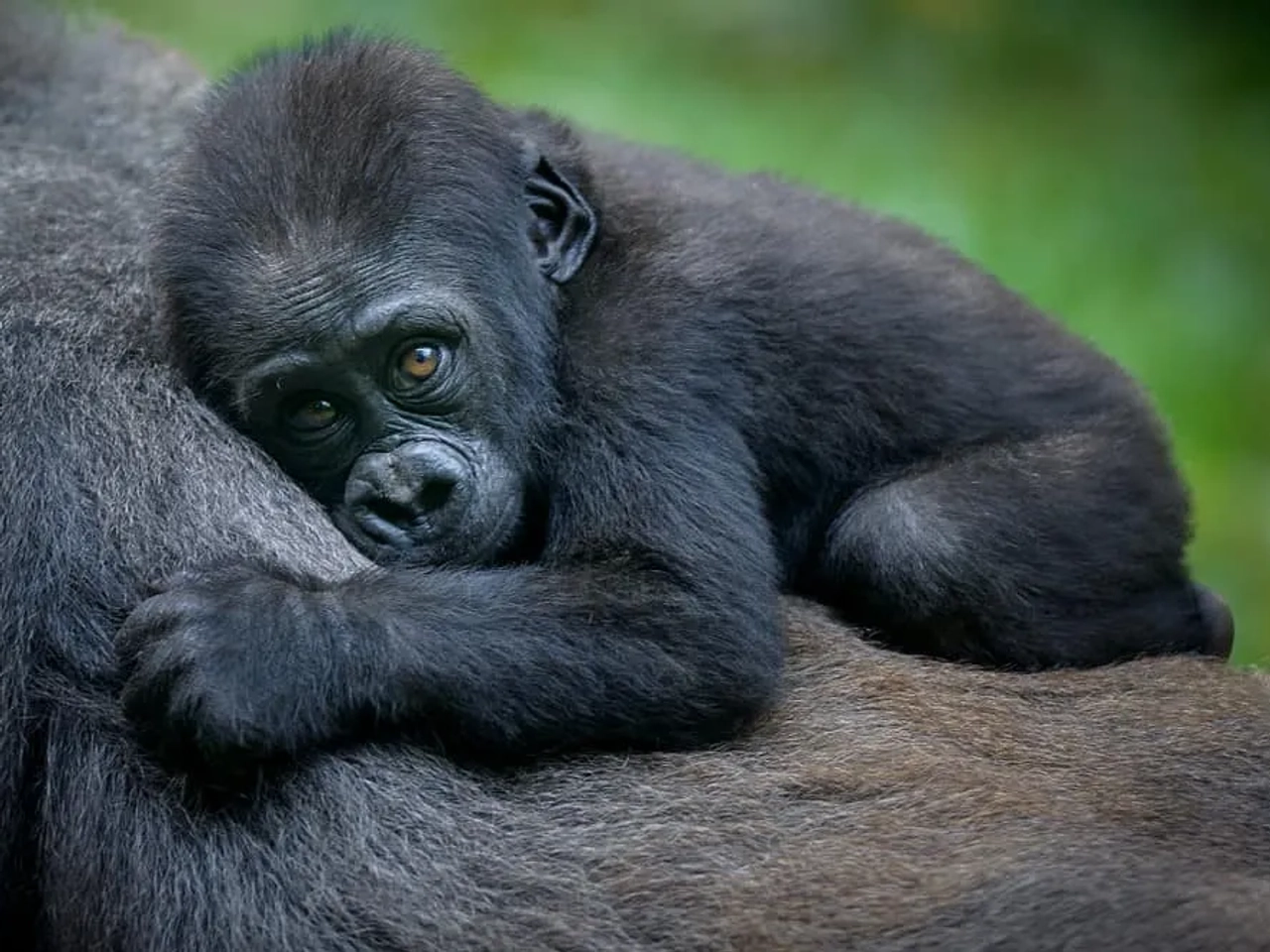 que ver en Uganda, gorilas