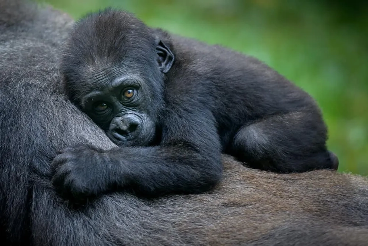 que ver en Uganda, gorilas